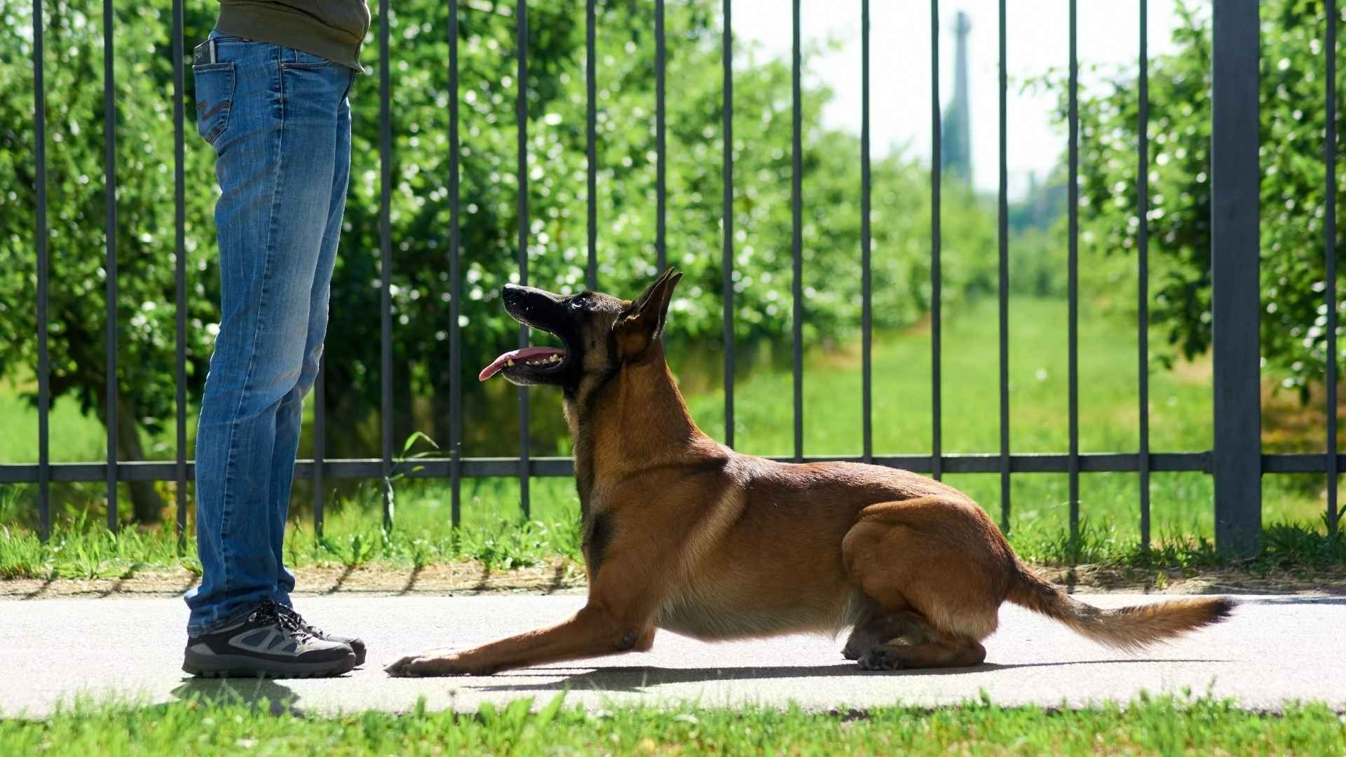 Strong Guard Dog Breeds with a Calm and Controlled Demeanor