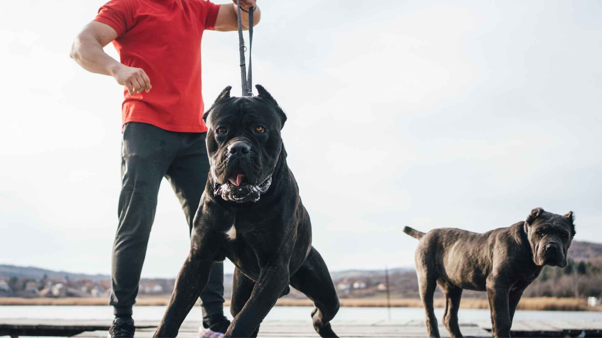 Strong and Loyal Guard Dog Breeds for Personal Protection 1