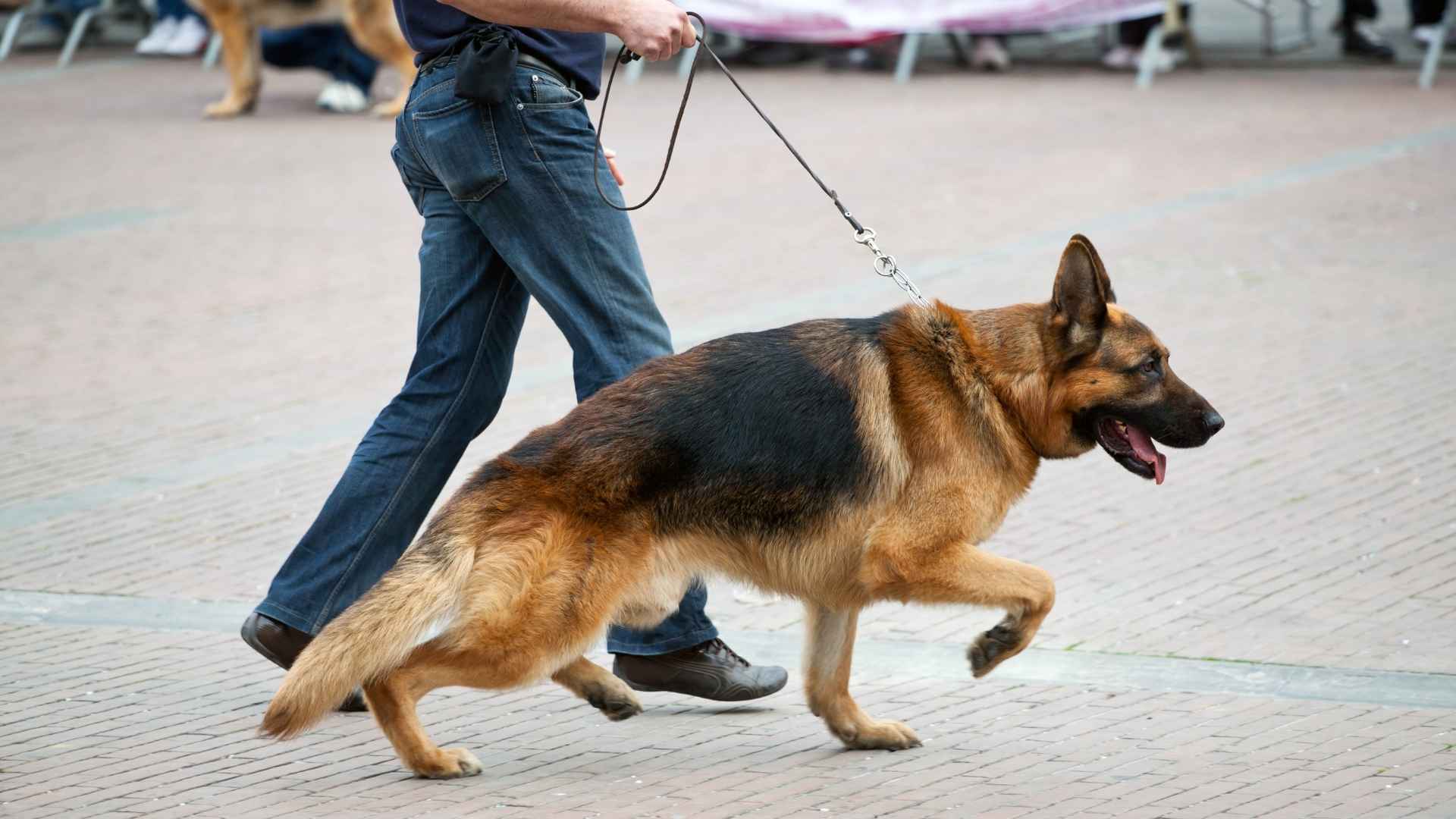 Strongest Guard Dog Breeds You Can Trust for Security