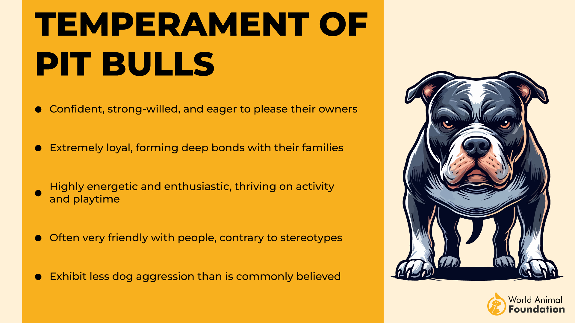 Temperament of Pit Bulls-01