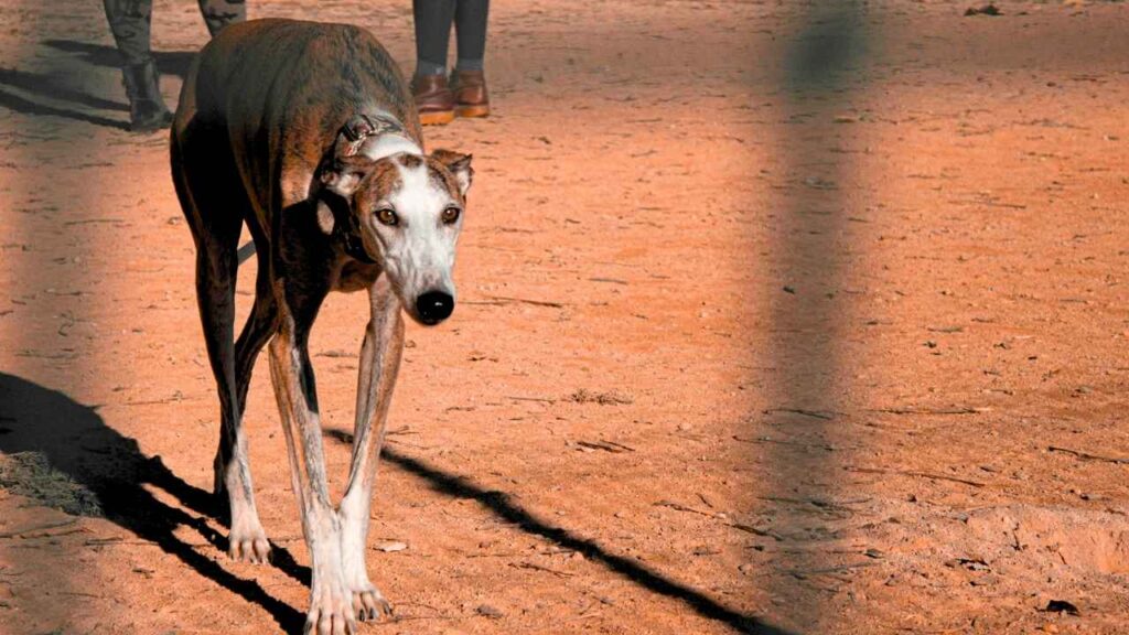 Spanish Galgo