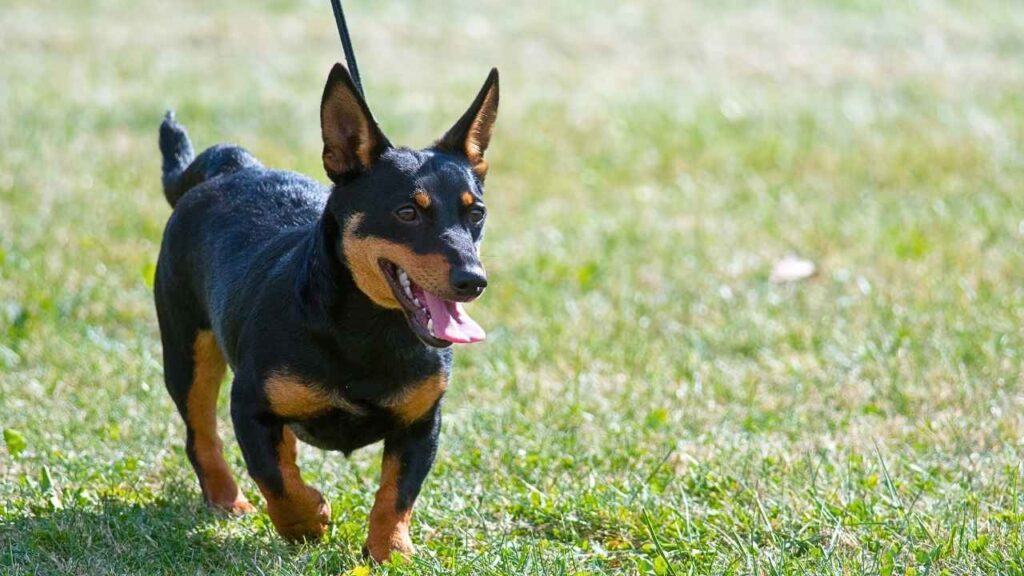 Lancashire Heeler