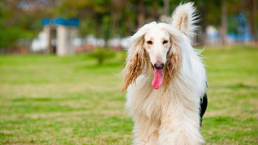 Afghan Hounds