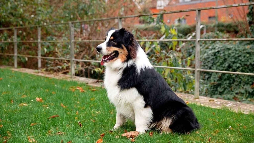 Welsh Sheepdog