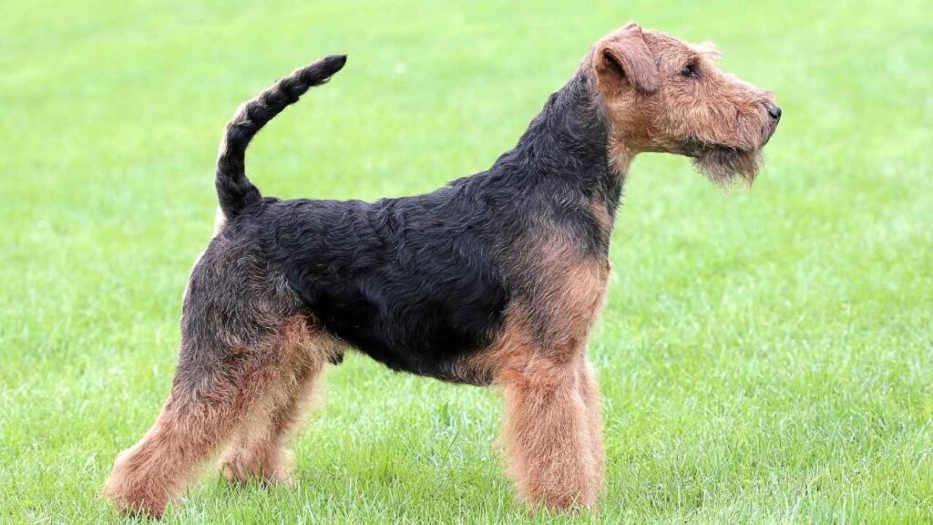 Welsh Hound