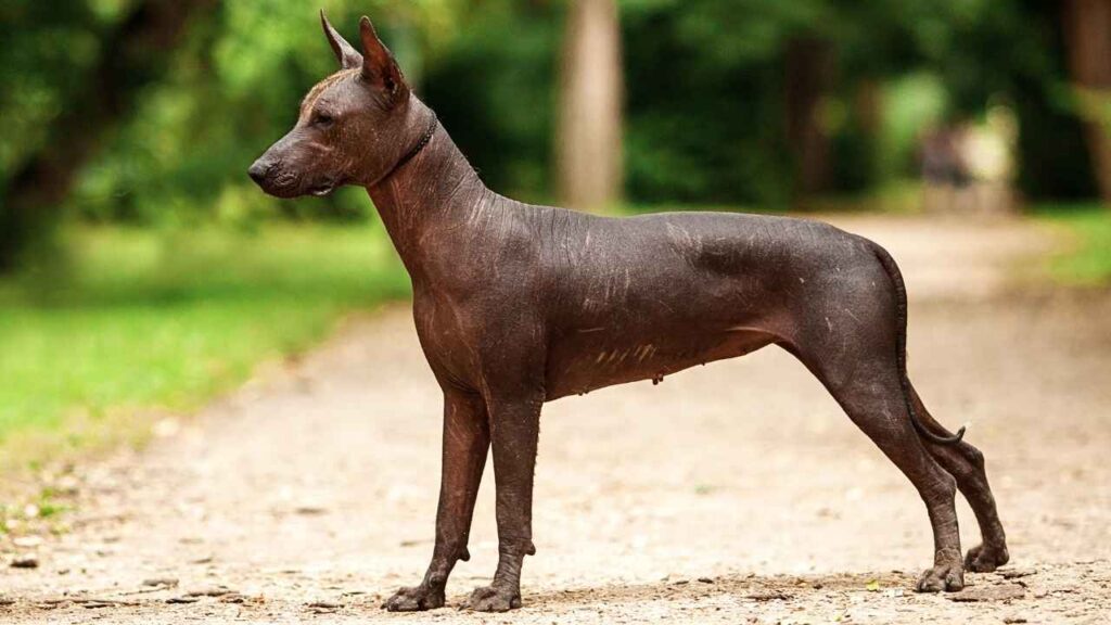 Ecuadorian Hairless Dog