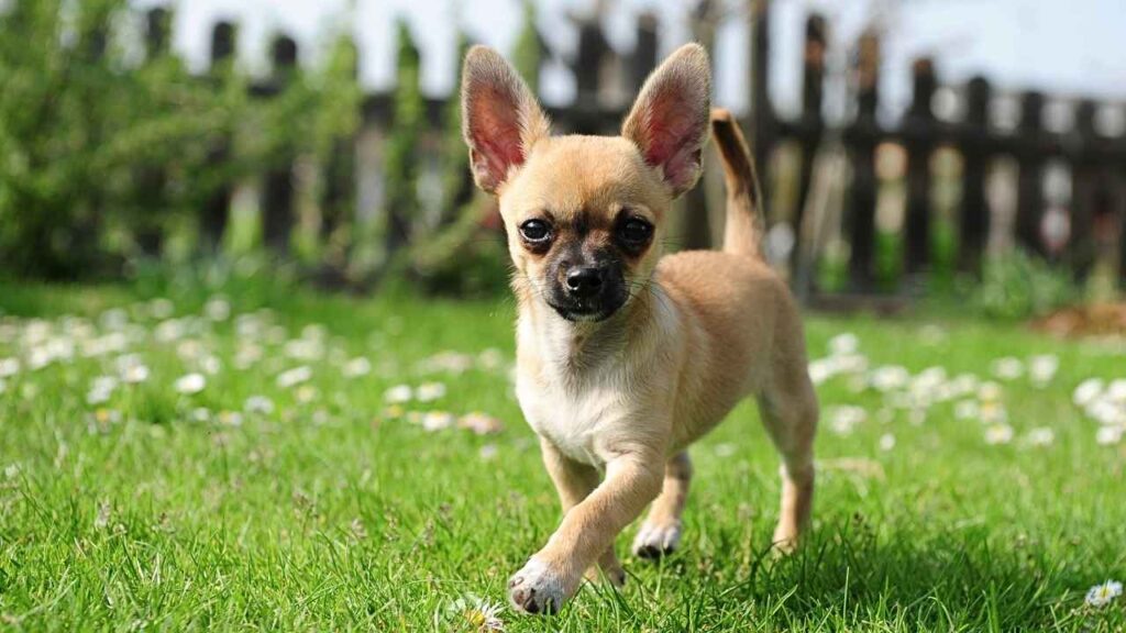 Hairless Chihuahua