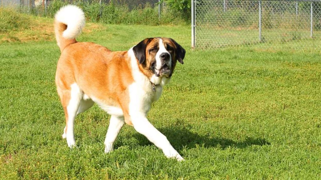 Saint Bernards