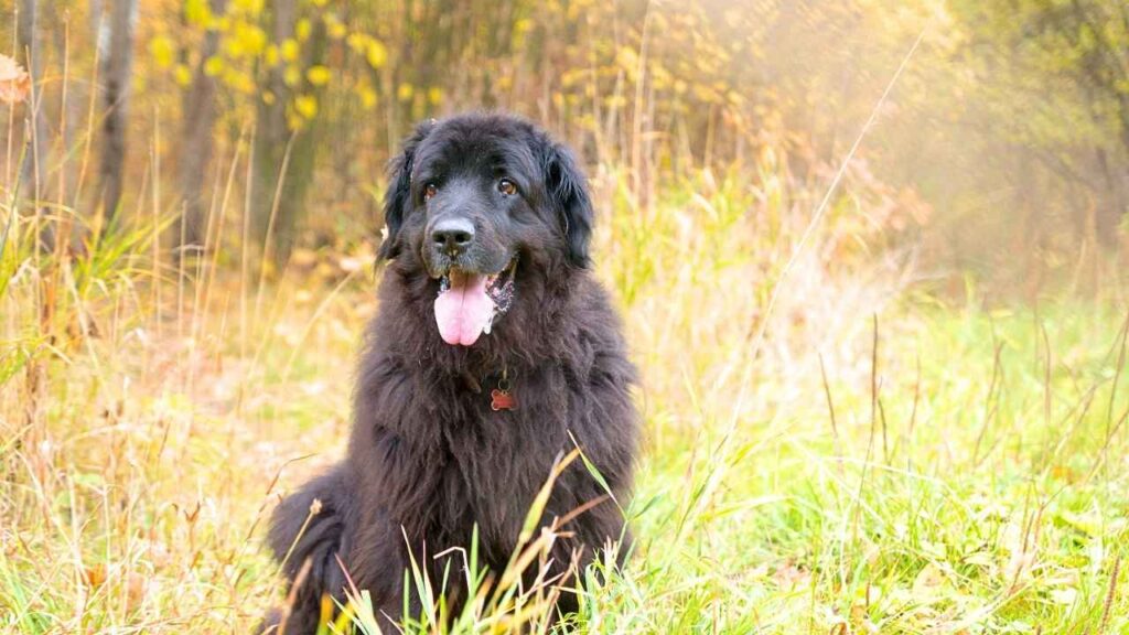 Newfoundlands