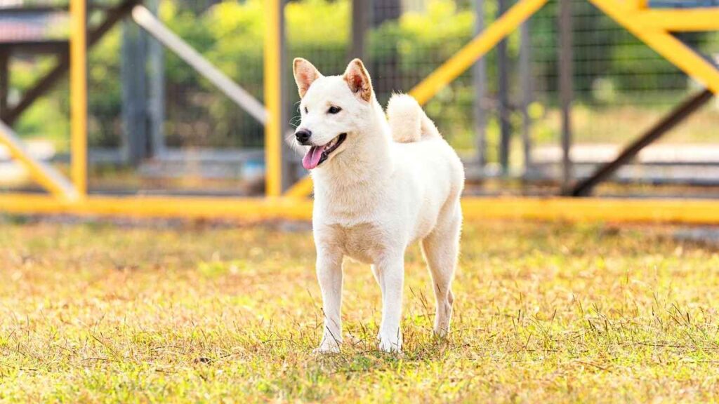 Hokkaido Inu