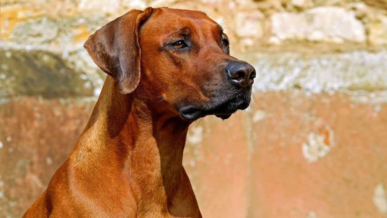 Thai Ridgeback