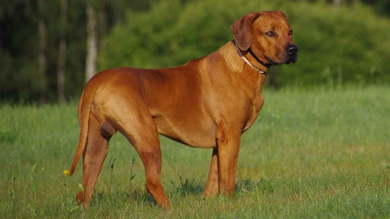 Thai Ridgeback