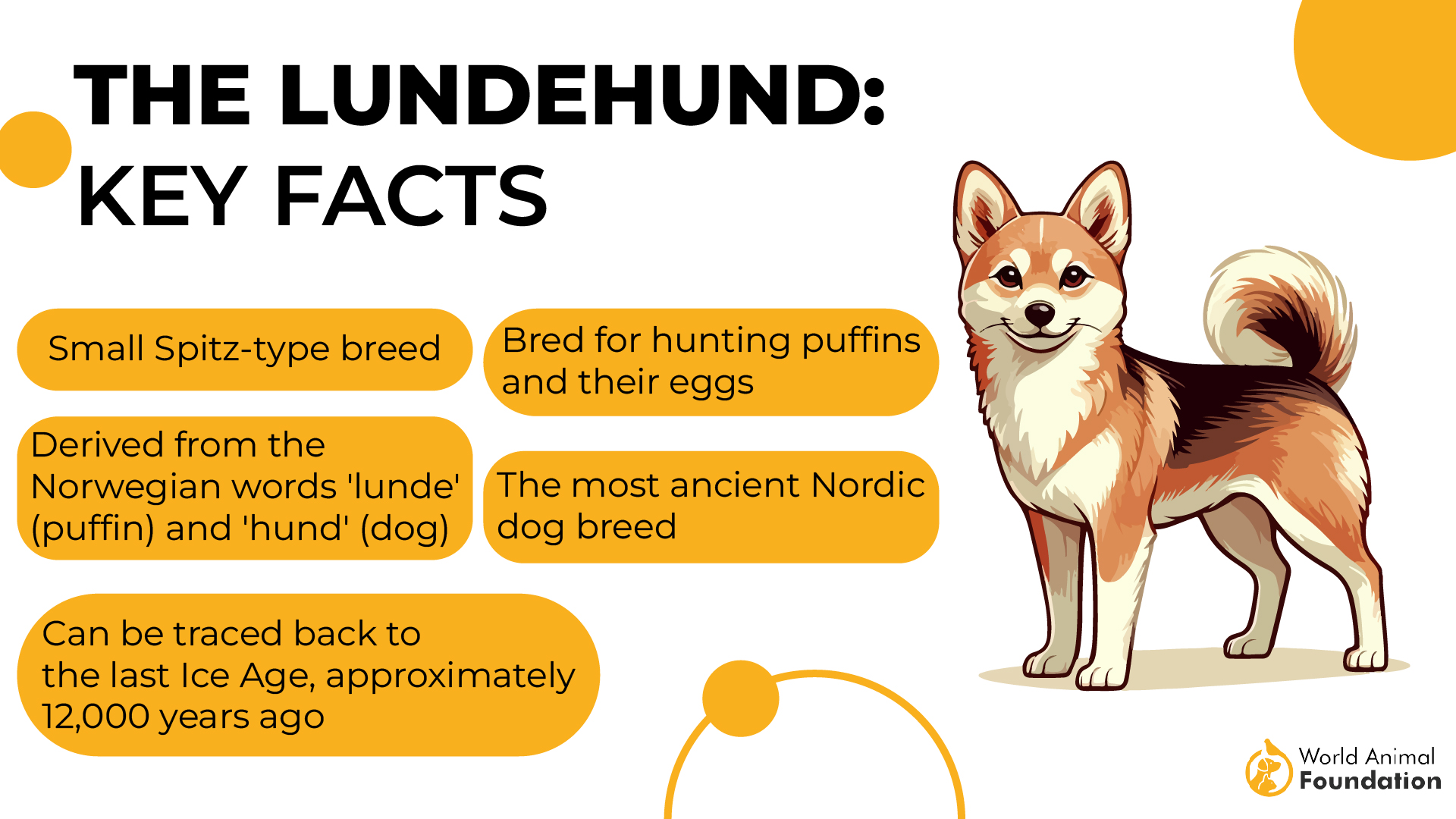 The Lundehund Key Facts-01