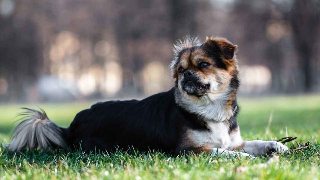 Tibetan Spaniel