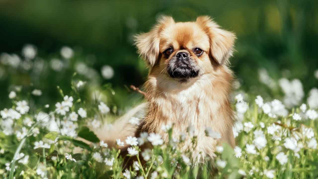 Tibetan Spaniel