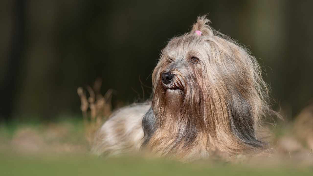 Tibetan Terrier