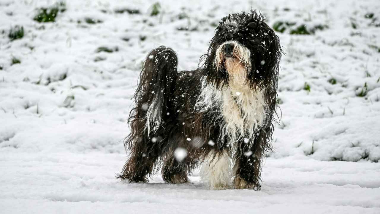 Tibetan Terrier