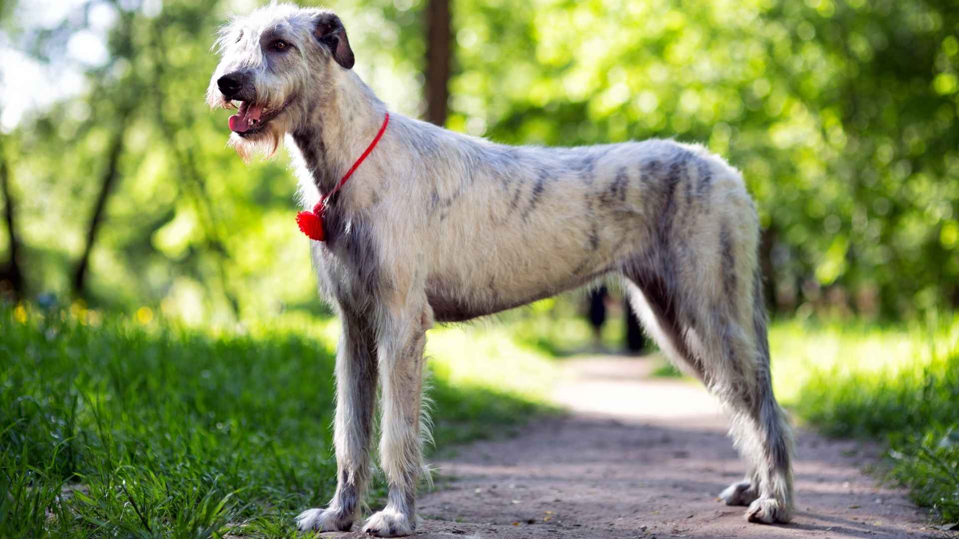 Top 10 Largest Dog Breeds by Weight