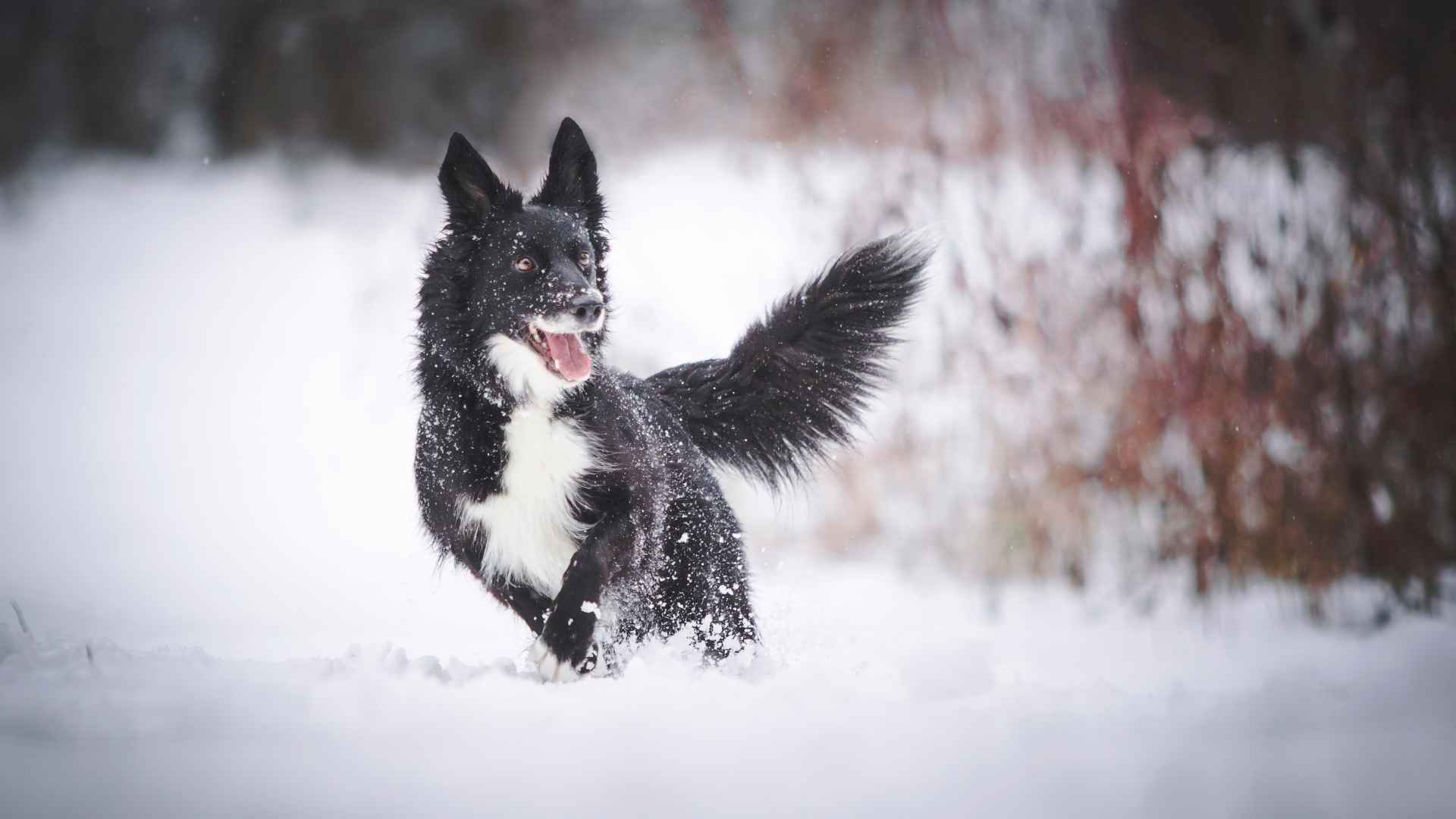 Top 7 Dog Breeds That Prefer Winter Over Summer