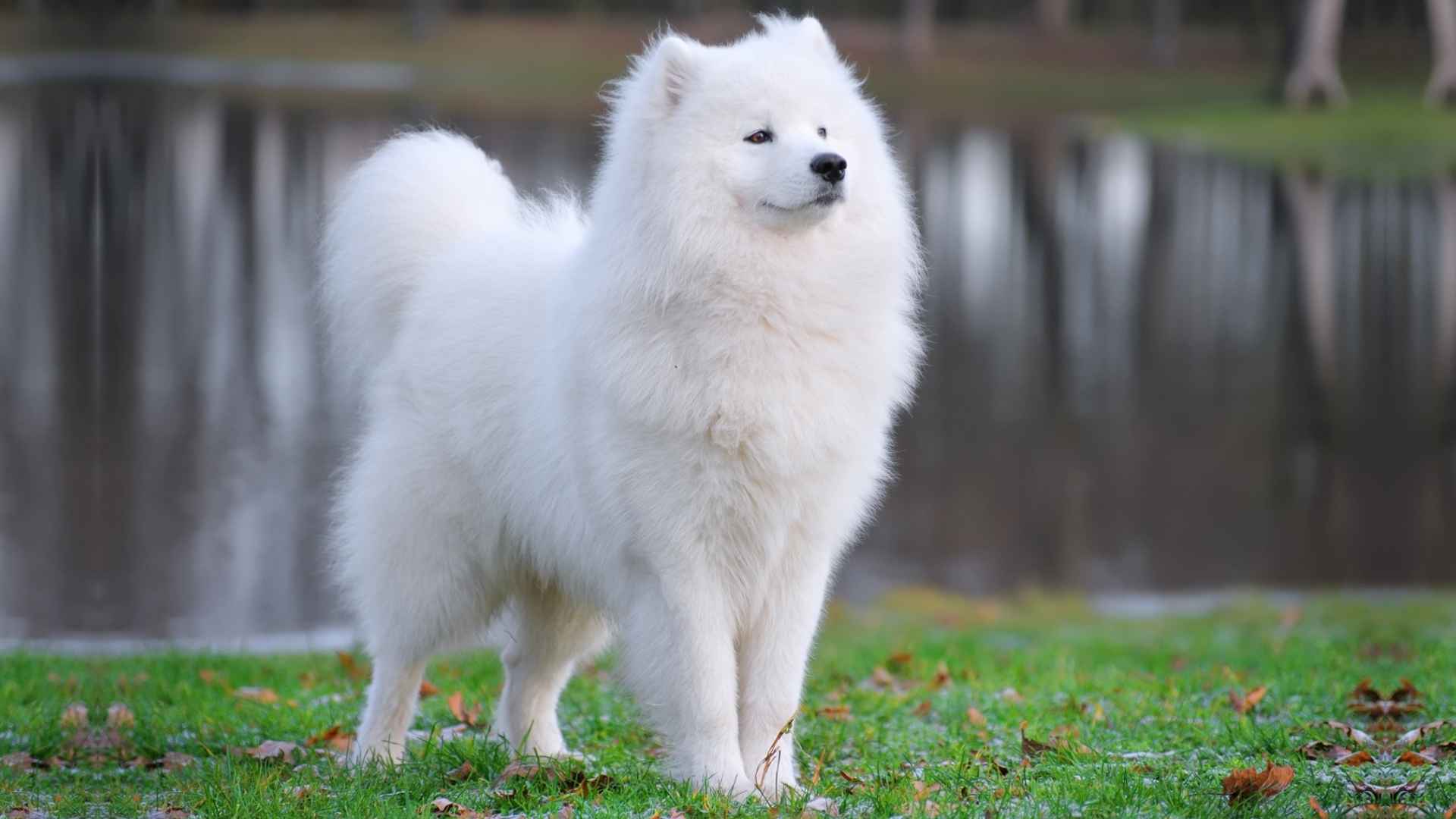 Top 7 Fluffy Giant Dog Breeds in 2025