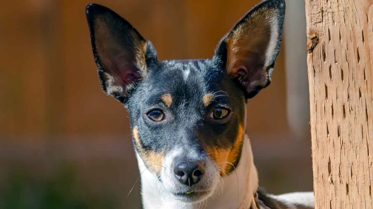 Toy Fox Terrier