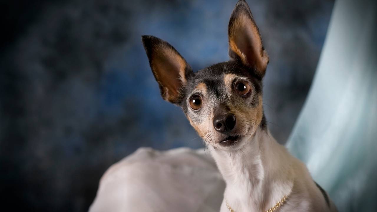 Toy Fox Terrier