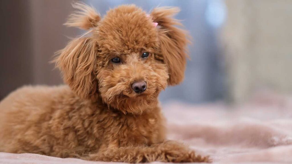 Toy Poodle