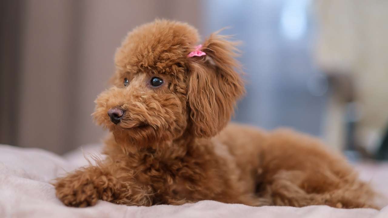 Toy Poodle