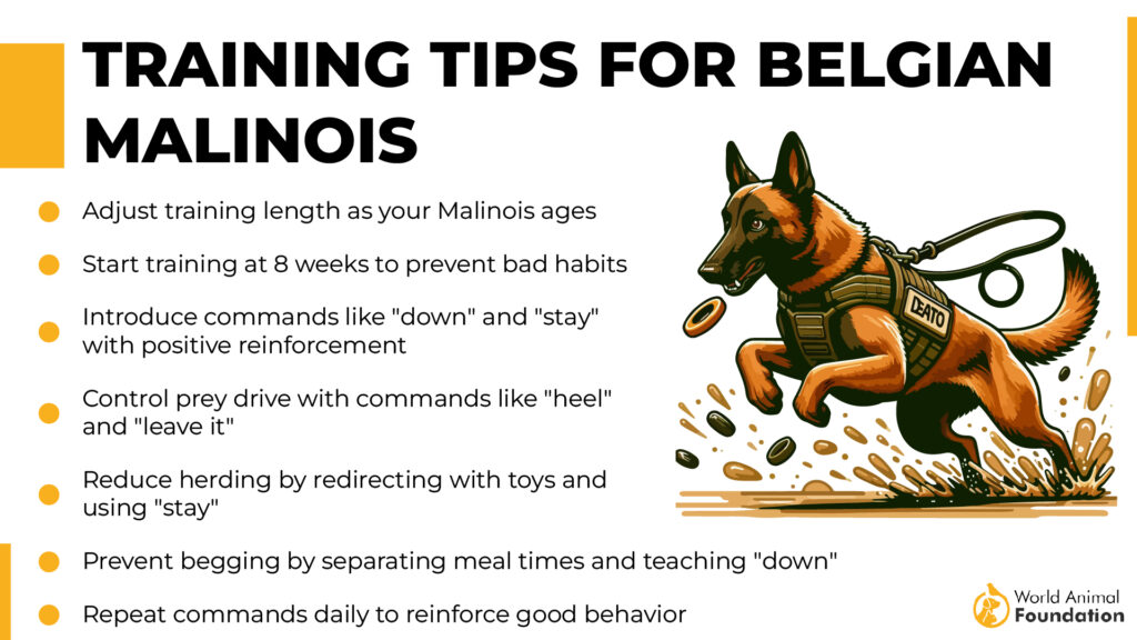 Belgian Malinois