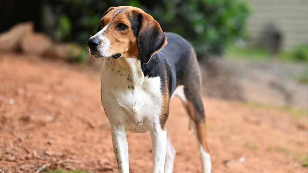  Walker Hound