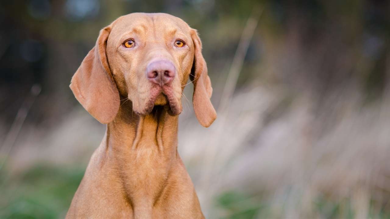 Vizsla