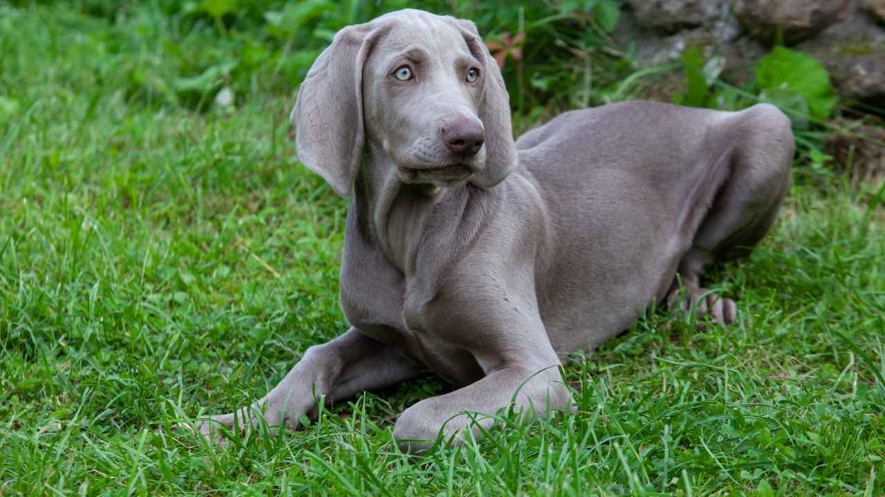 Weimaraner