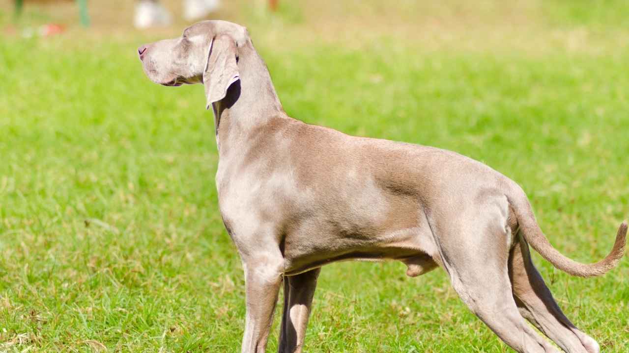 Weimaraner