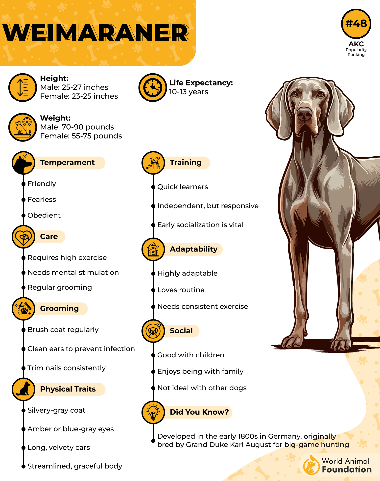 Weimaraner Profile