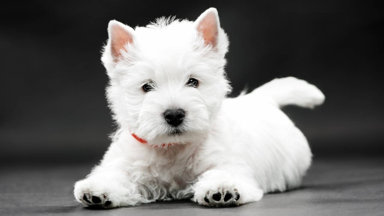 West Highland White Terrier