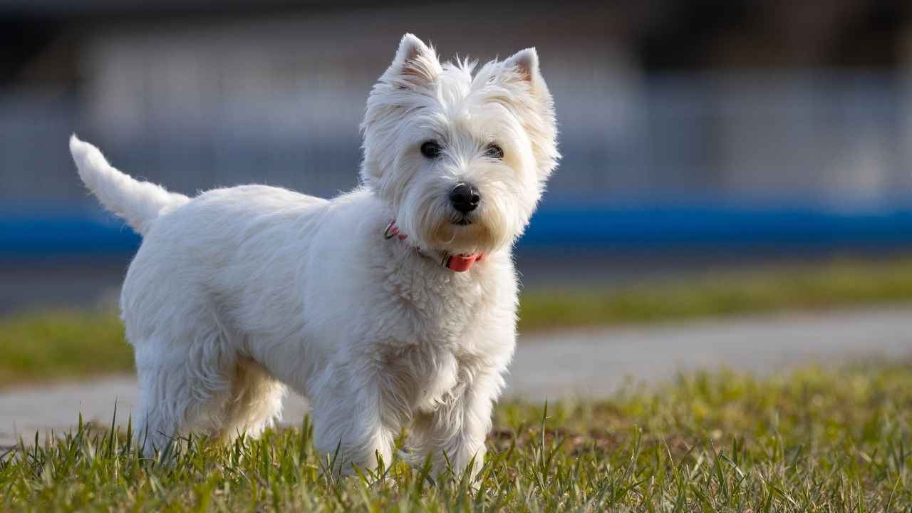 West Highland White Terrier