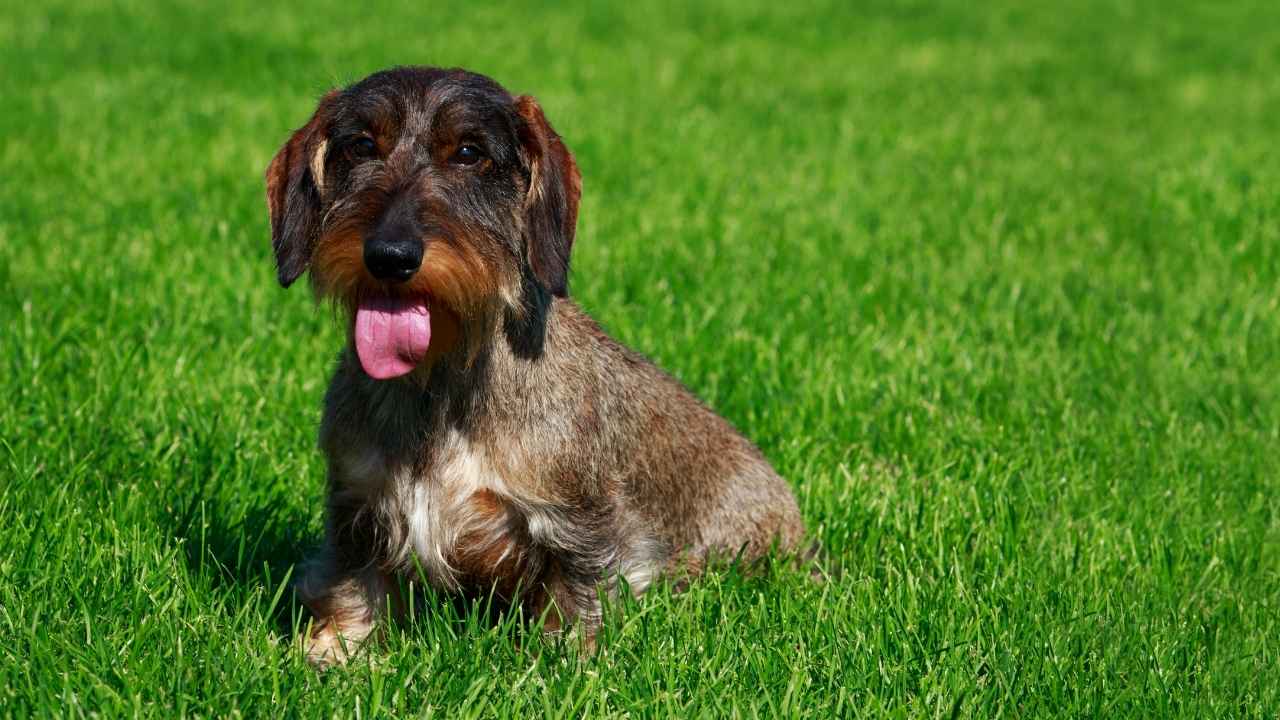 Wire-haired Dachshund