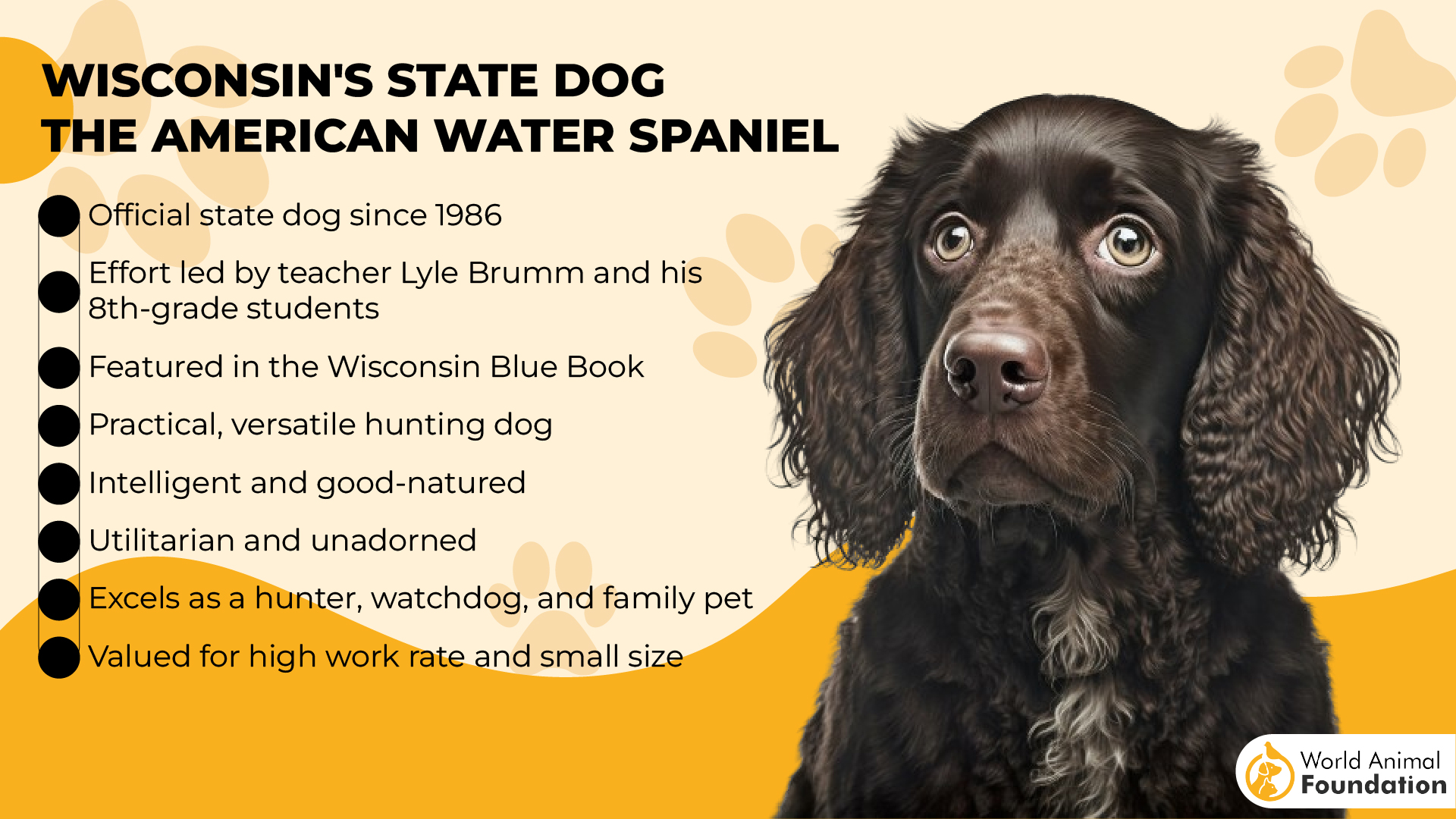 Wisconsin's State Dog - The American Water Spaniel-01