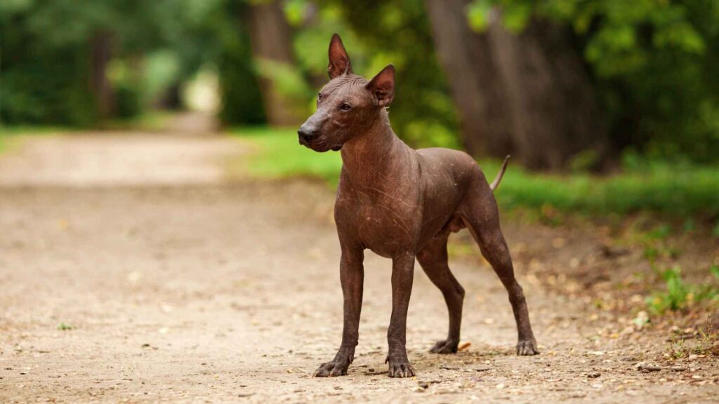 Xoloitzcuintli