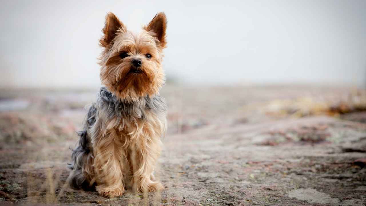 Yorkshire Terrier