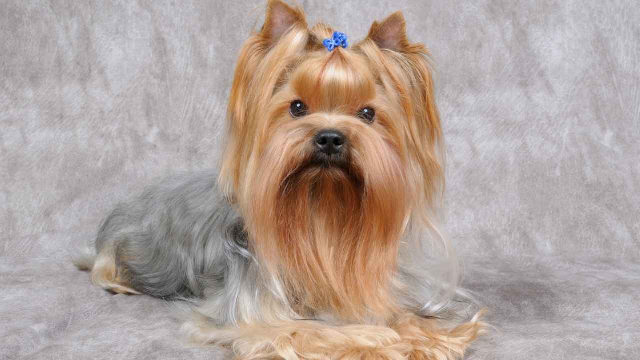 Yorkshire Terrier