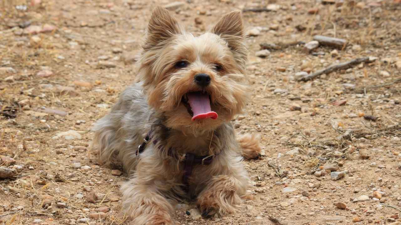 Yorkshire Terrier