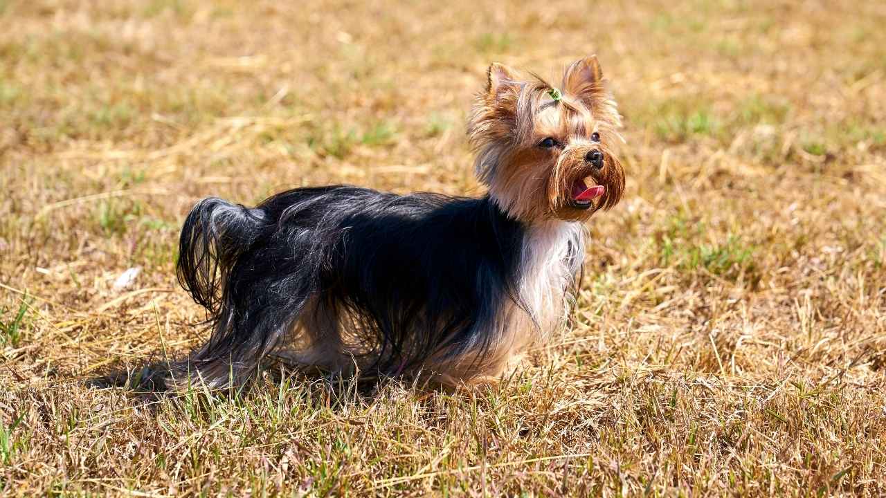 Yorkshire Terrier