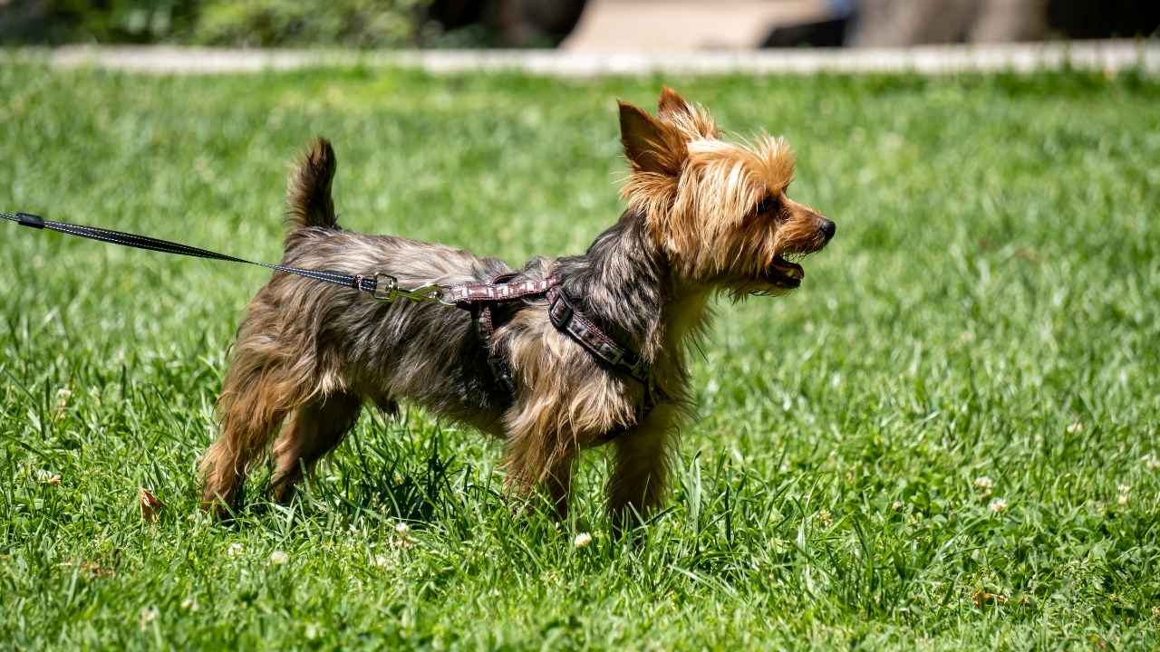 Yorkshire Terrier