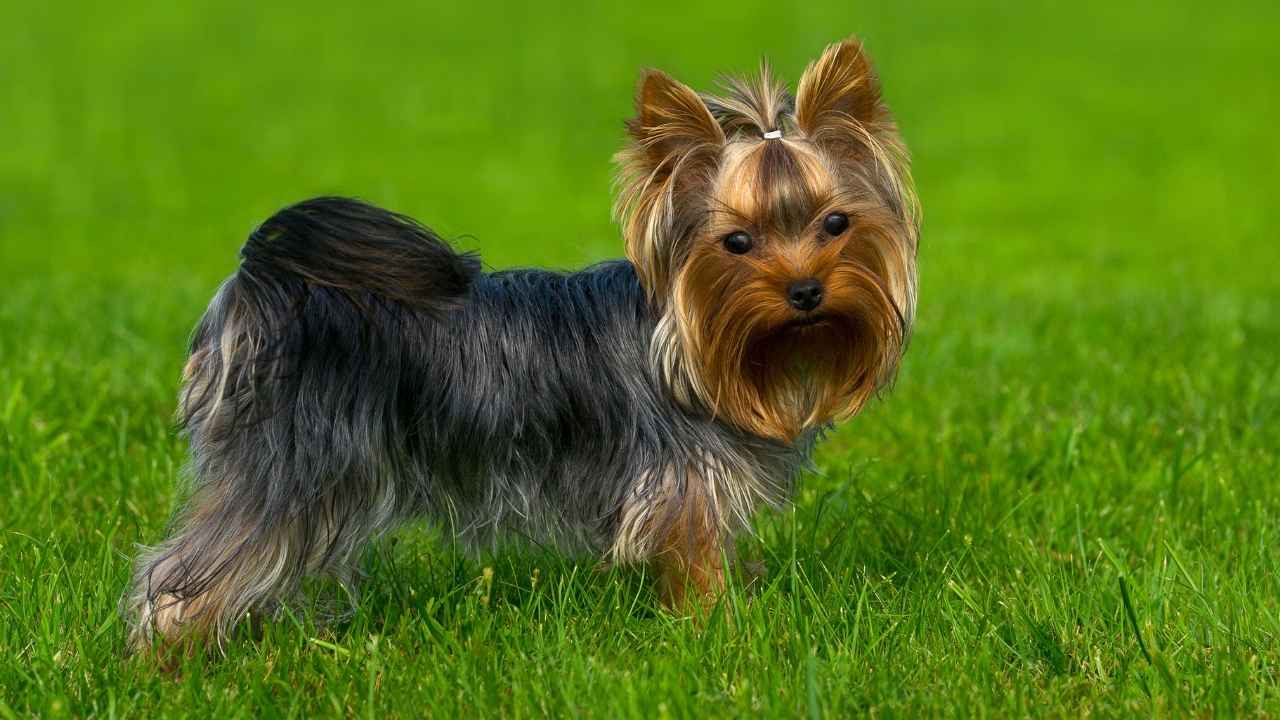 Yorkshire Terrier