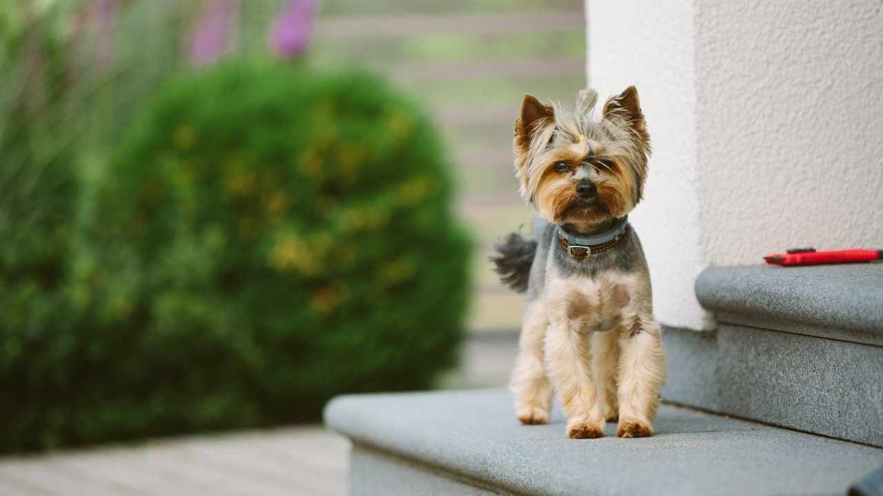 Yorkshire Terrier