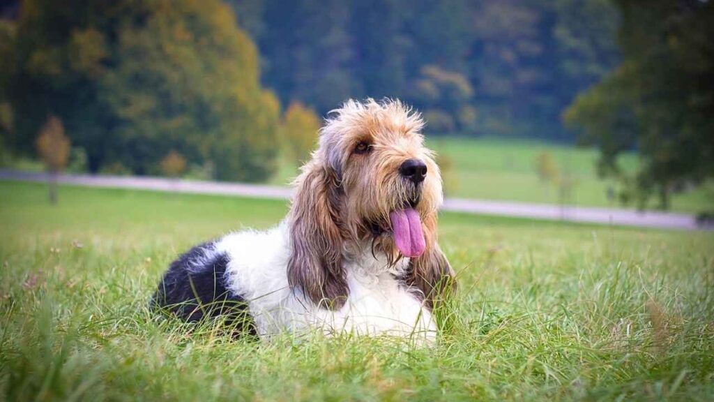 Grand Basset Griffon Vendeen