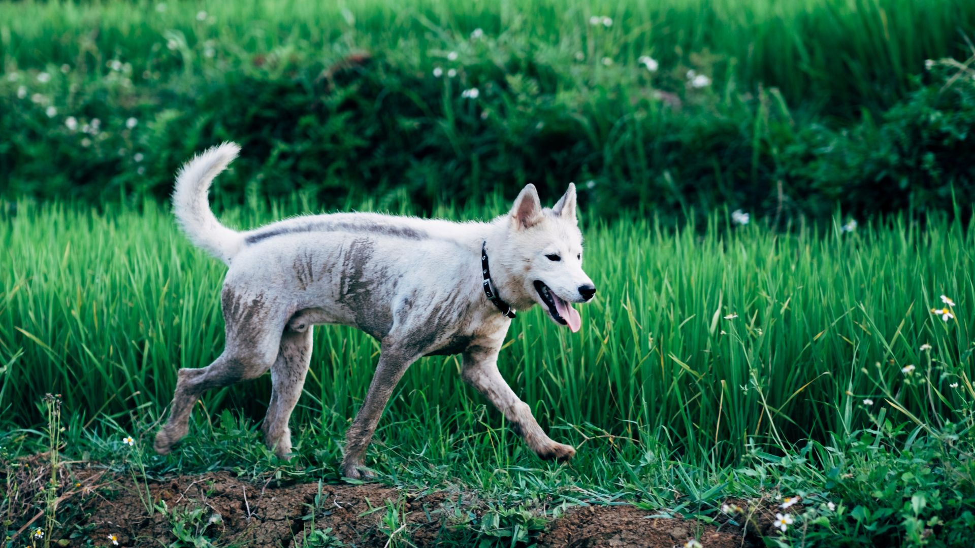 dirtiest dog breeds