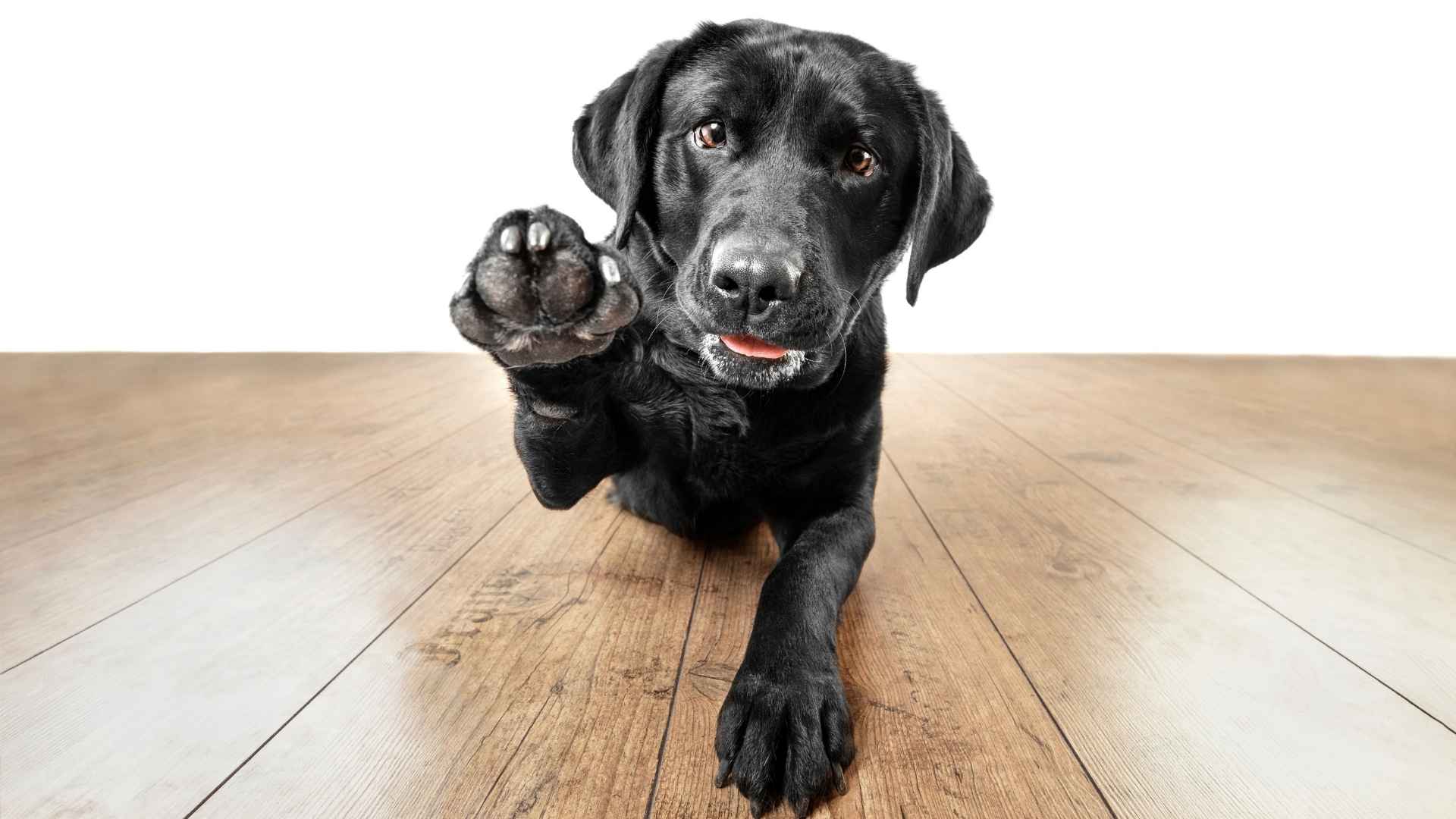 dog breeds with Webbed Feet