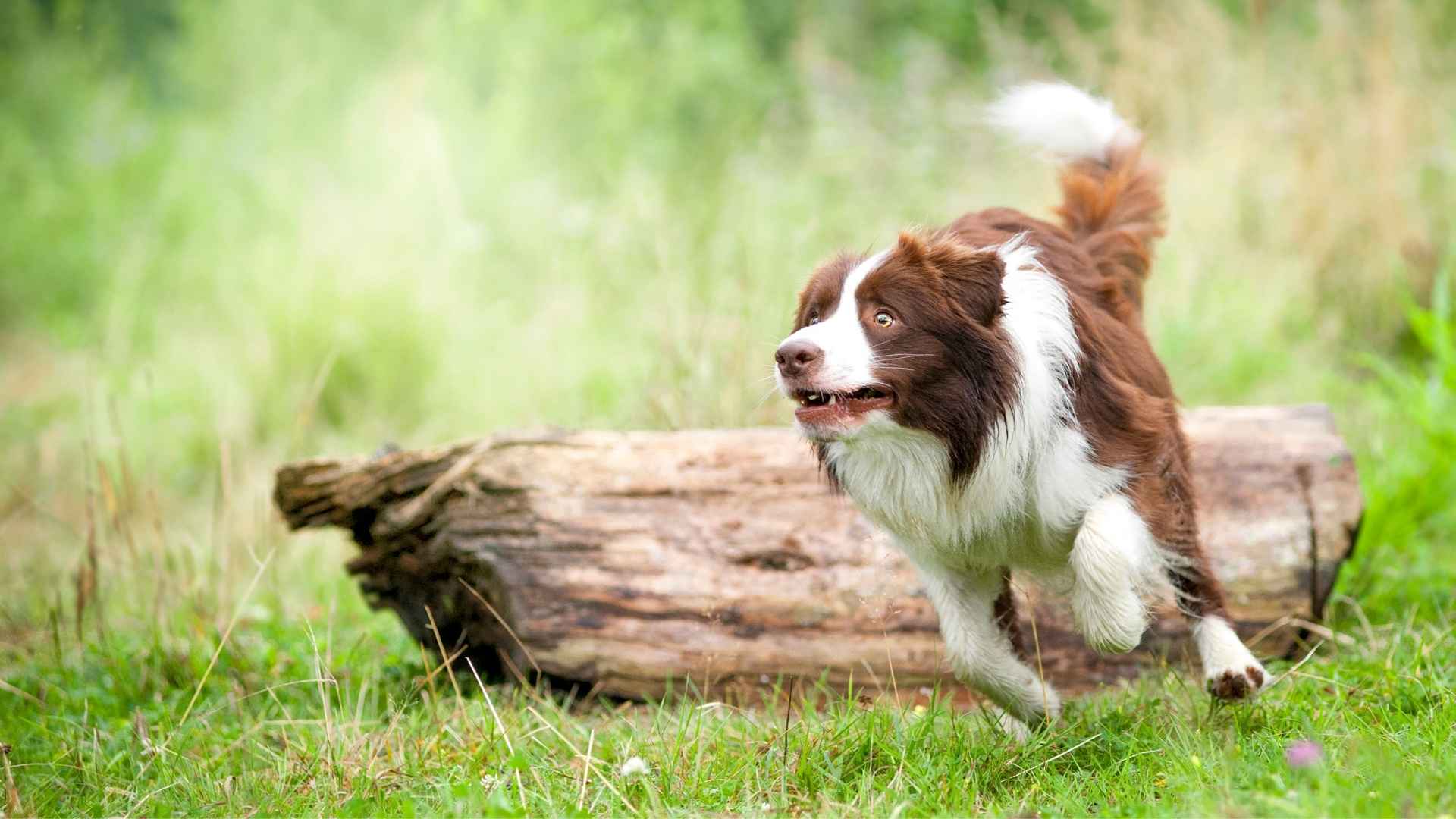 high speedy dog